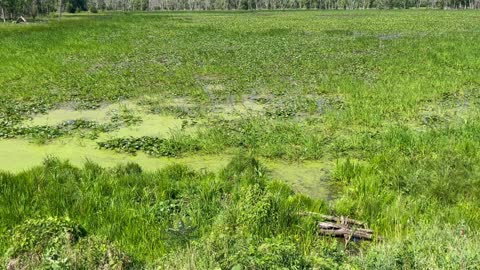 Stock Footage Green Wetland Pond or Marsh 50001