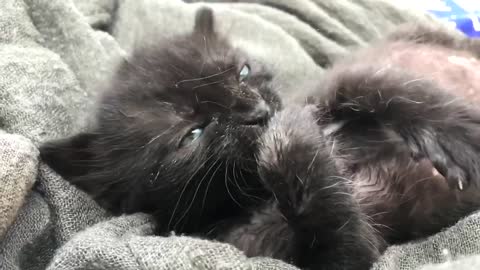 Newborn kittens😍🥺