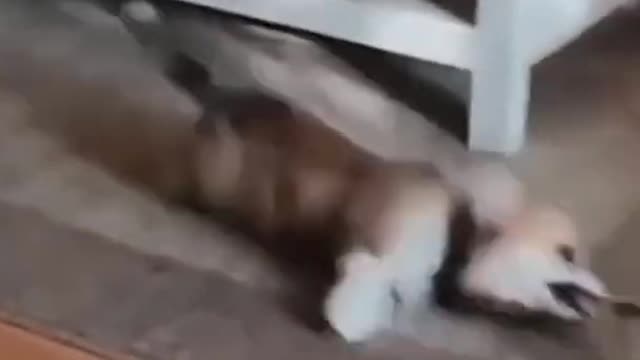 Cute dog and cat funny video 🤣🤣😁