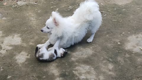 Doggy Playing with Kitty 🐱🐶