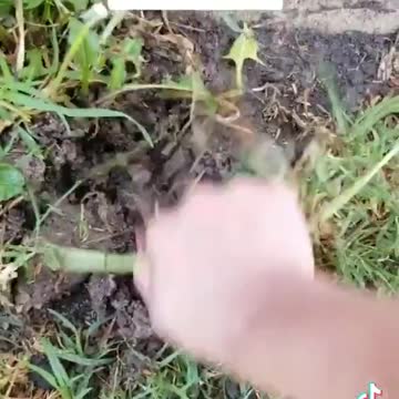 DANDELION is Heart Medicine