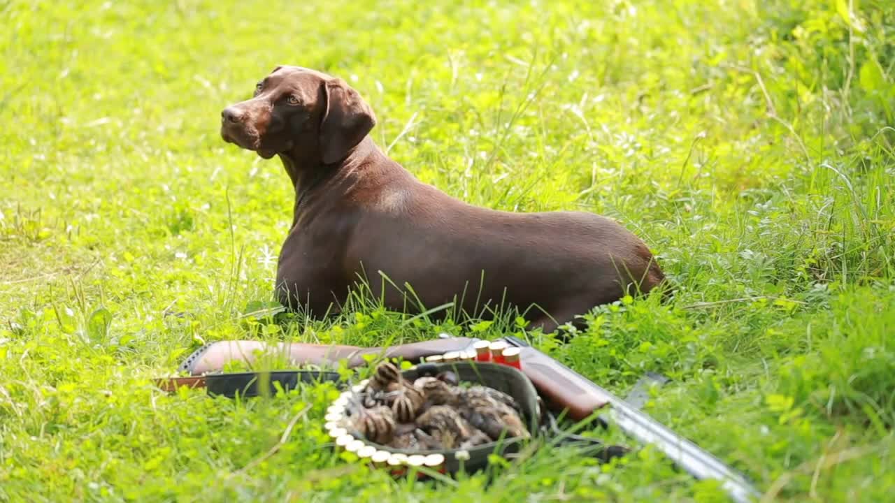 Pointing dog, brown color, kurtshaar near the gun and prey