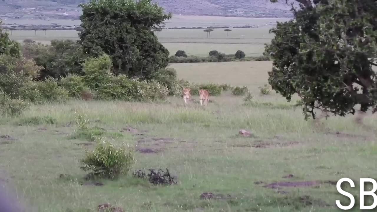 Lionesses take a walk to greet lion