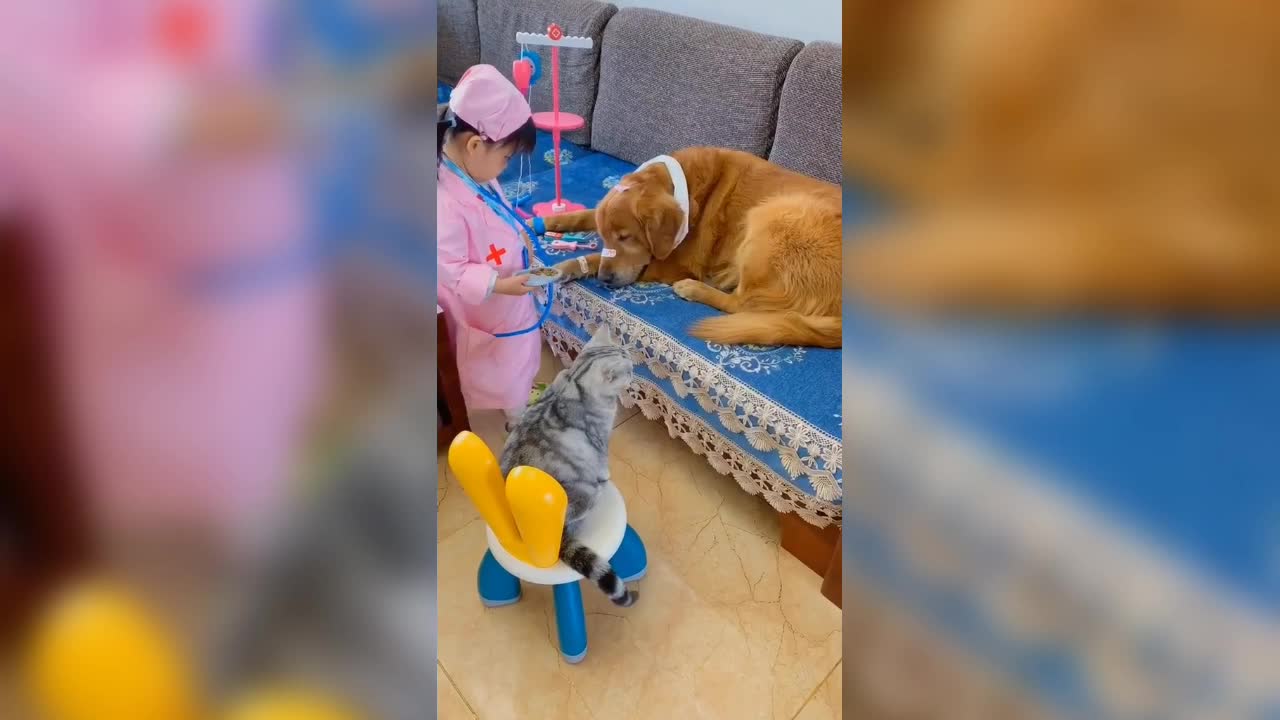 The little pet nurse gives the big yellow dog a hanging bottle