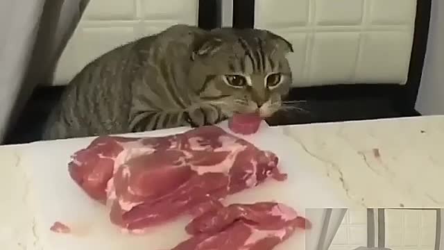 The cat eat meat