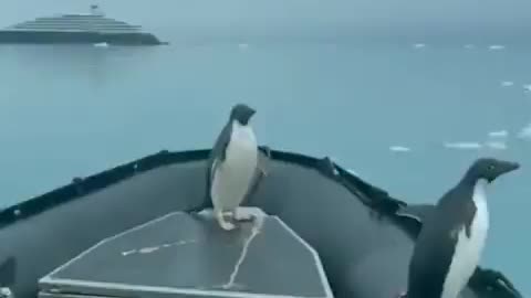 Best fisherman - penguins