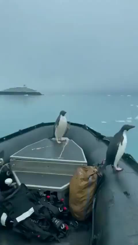 Best fisherman - penguins