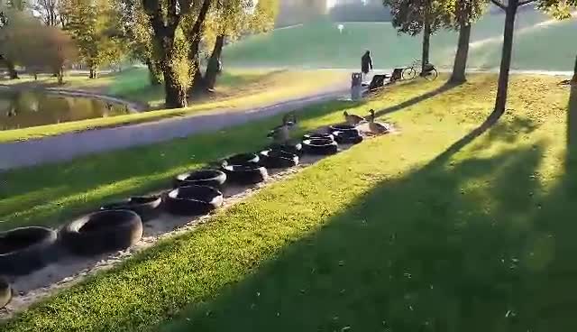 Οι... χήνες κάνουν την εμφάνισή τους στο Ολυμπιακό Πάρκο