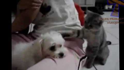 Cats Get Jealous - Cute and Funny