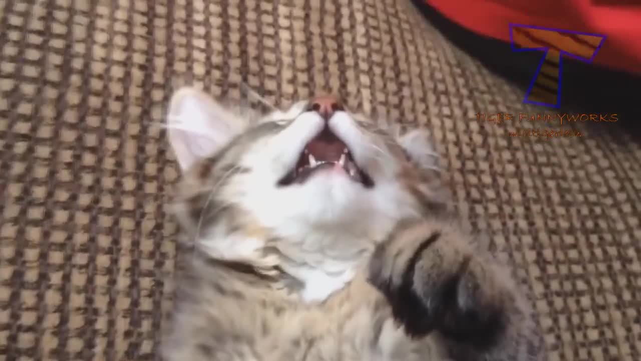 CATS will make you LAUGH YOUR HEAD OFF - Funny CAT compilation