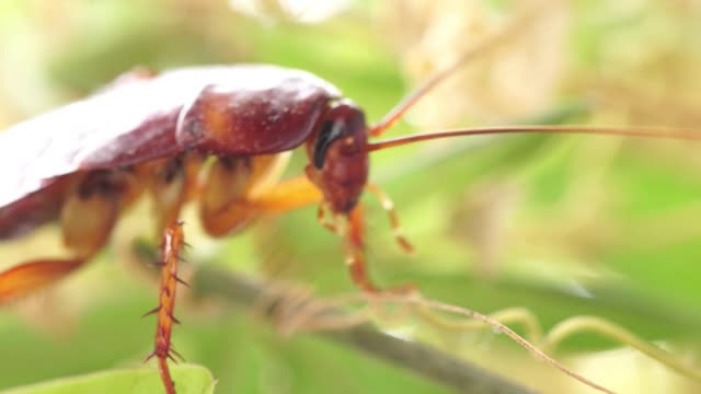 American Cockroach new video on internet 2021