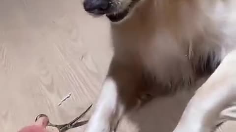 Funny Dogs Video #01