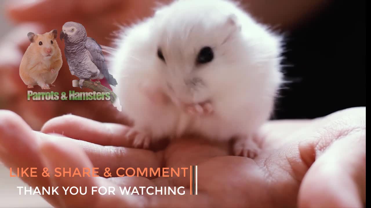 Hamster eating pupa | Cute Hamster