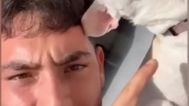 funny animals 2