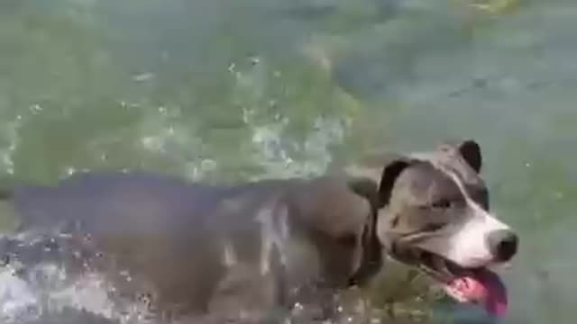 The dog is swimming in the sea