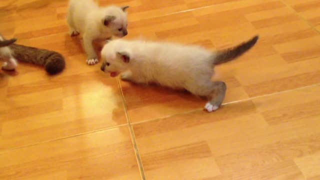 Baby Cats - Cute and Funny Cat Videos 🐱🐱