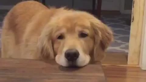Lazy dog resting head on table