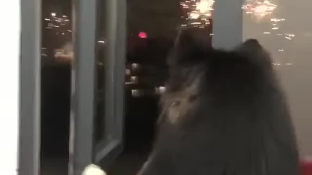 The unique dog is not afraid, but enjoys the fireworks