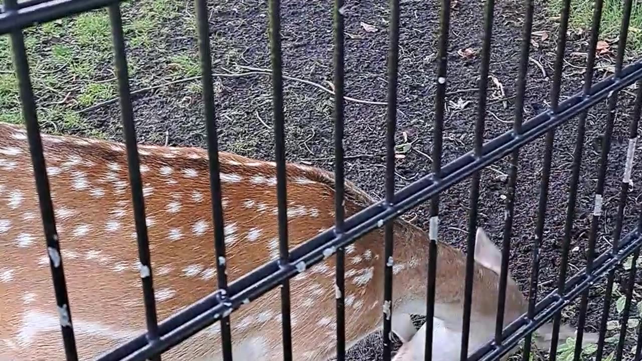 cervatillos en el parque (25-11-23)