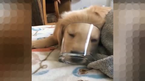 Cute puppy and a glass