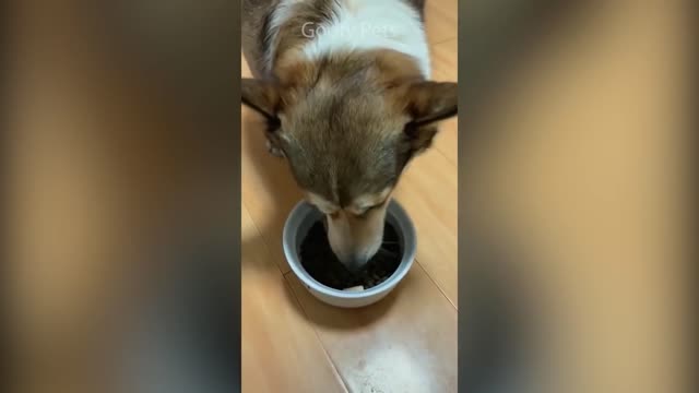 Lovely cats and dogs reaction cutting cake