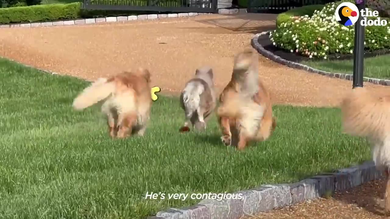 Horse Is Smaller Than His Golden Retriever Siblings | The Dodo