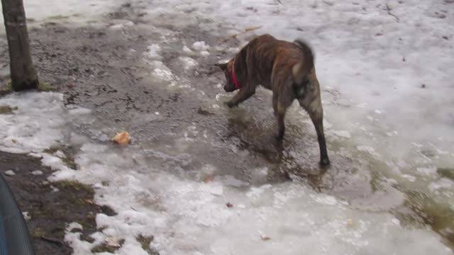 MN Backyard river dog