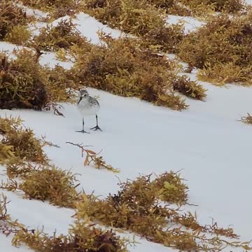 A Bird Walking on Beach