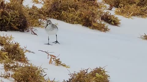 A Bird Walking on Beach