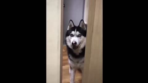 Cute and Funny dogs. Watch now!!!!