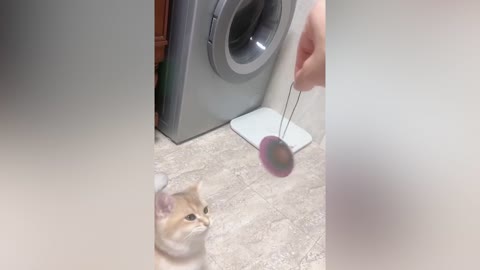 This cat always likes to play some strange things