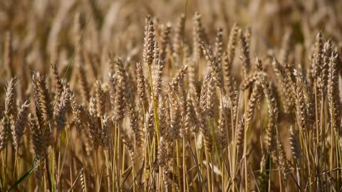 Wheat Field