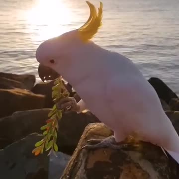 Beautiful parrot eating food on the beach