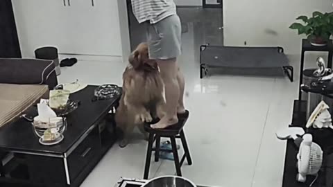 This dog prove his love and loyalty to his owner