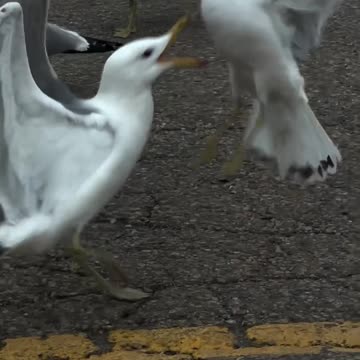 how do Seagulls make sounds