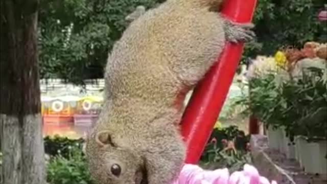 Cute little squirrel that everyone likes