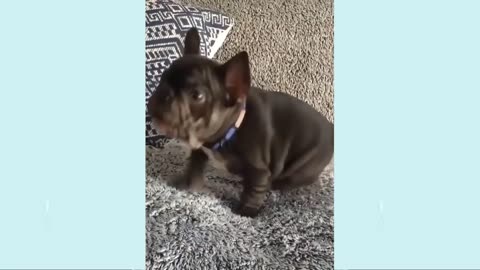 Puppies, very cute, too cute. Very funny and beautiful beautiful. Watch the video !!!