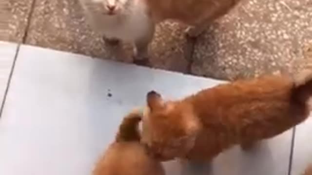 Different beautiful funny cats