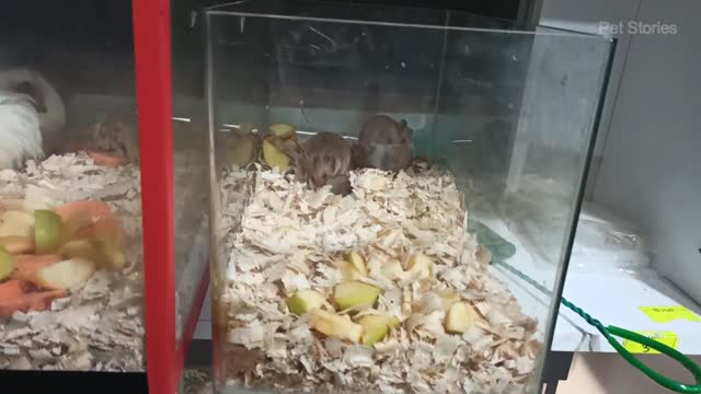 Funny Hamsters Videos | Cute and Funny moments of the animals