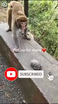FUNNY_MONKEY CUTE MONKEY FUNNY VIDEO