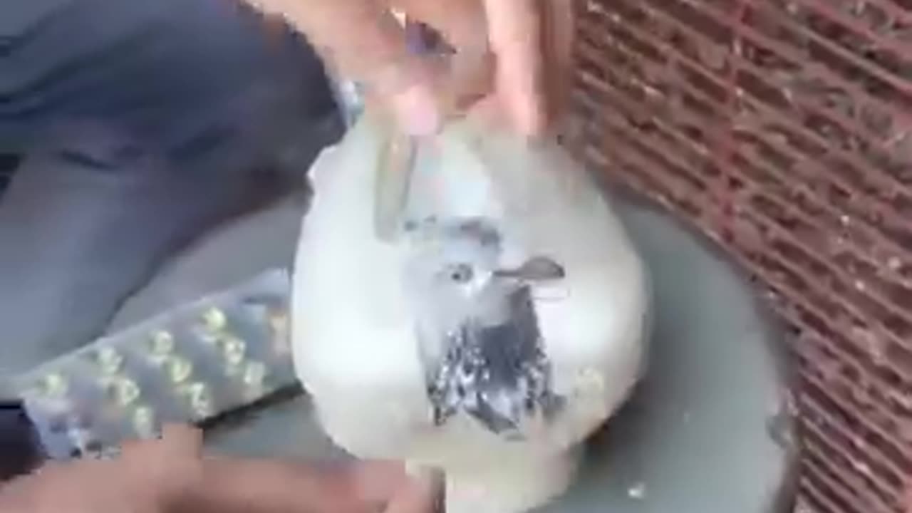 Pigeon calcium🐧🦜🐦