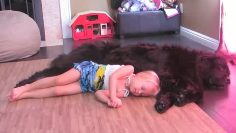 Pequeña niña y su Terranova disfrutan de una siesta