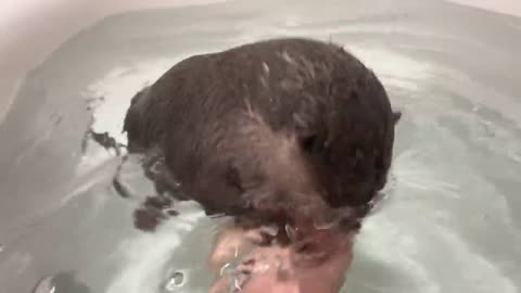 Cute otter
