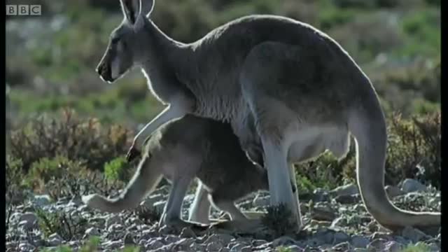 Parasite Plague | Big Red Roos | BBC Earth