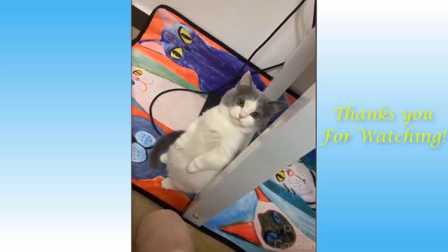 95 seconds straight of the cutest, weirdest cats