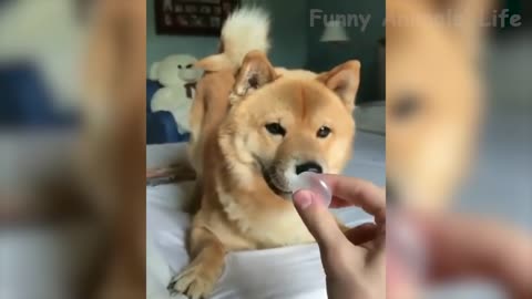 Funny Cats And Dogs That Will Make You Laugh 😂 - Funniest Animals Compilation #5