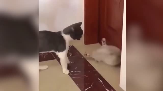 Dog and cat funny videos