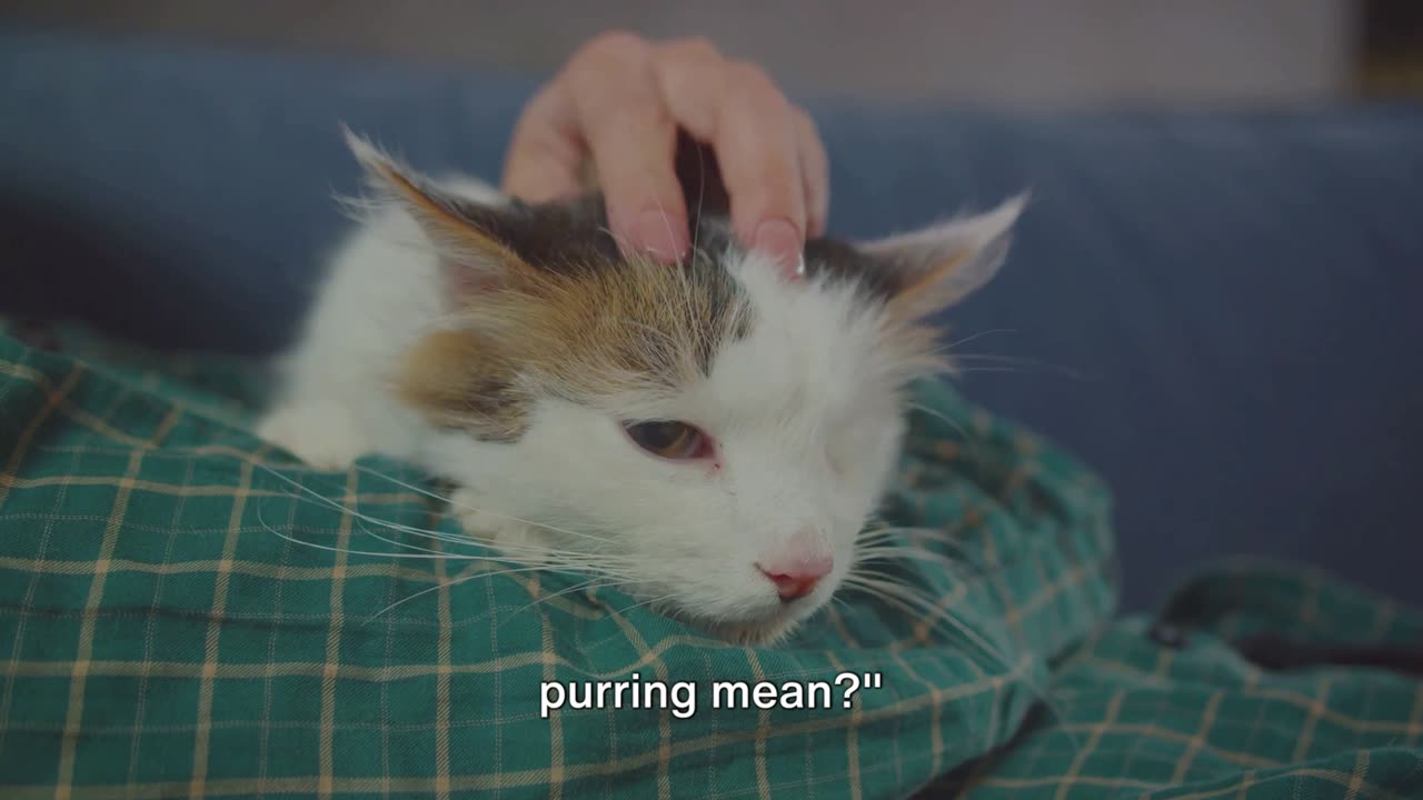 The Purring Mystery: Why Do Cats Purr?