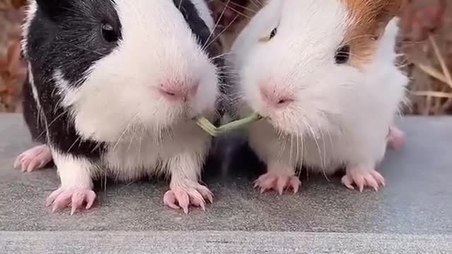 Eat well. Cute guinea pig