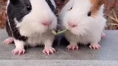 Eat well. Cute guinea pig